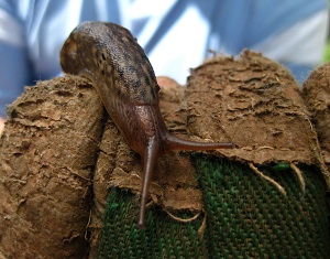 organicARTS specialises in farm based learning of all shapes and sizes! We run bespoke educational visits for schools, community groups, businesses and more!